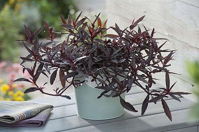 黑暗奇幻牌组构建类塔防游戏《圣铠：地牢君主》将于1月22日推出抢先体验版